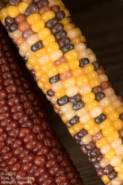 161013_pa-sugartown-sunflowers_0868acs