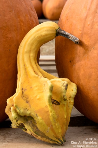 161013_pa-sugartown-sunflowers_0873acs