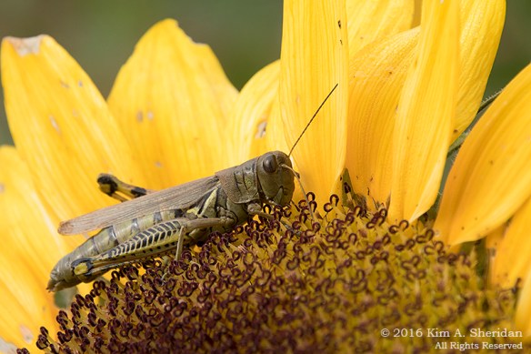 161013_pa-sugartown-sunflowers_0909acs