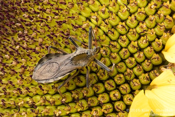 161013_pa-sugartown-sunflowers_0949acs