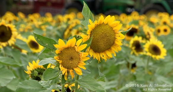 161013_pa-sugartown-sunflowers_1322acs