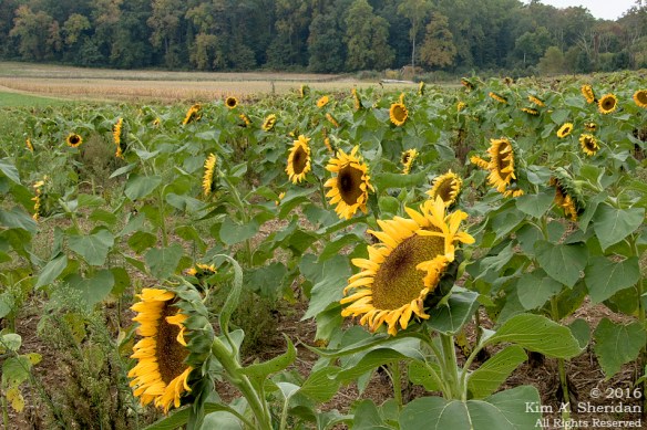 161013_pa-sugartown-sunflowers_1362acs