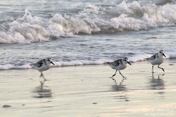 160918_nj-oc-beach_8485acs