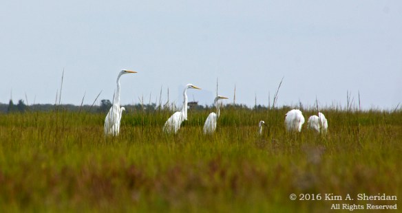 160921_nj-devils-island-kayak_9281acs