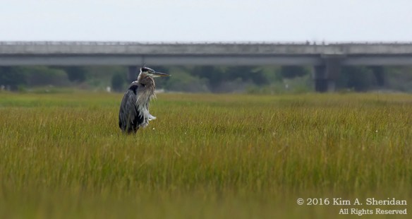 160921_nj-devils-island-kayak_9348acs