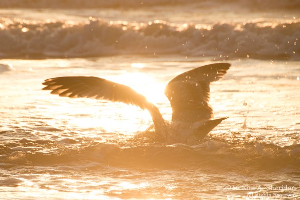 160928_nj-oc-sunrise_9062acs