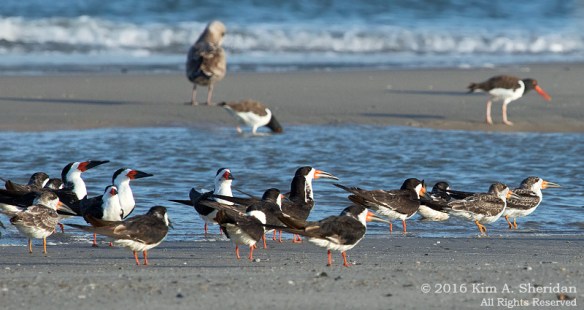 160928_nj-strathmere-point-birds_9566acs
