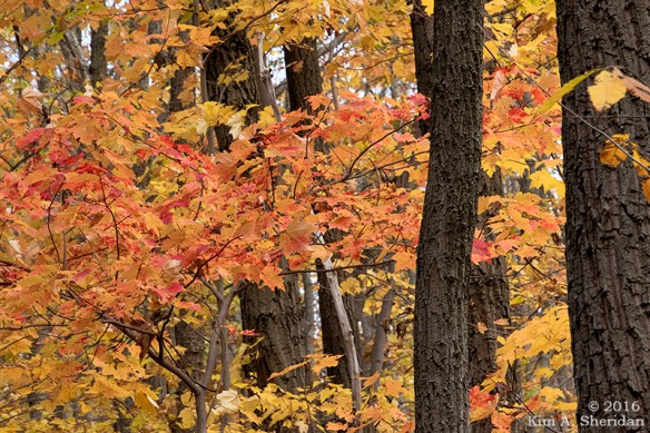 161030_pa-mt-nittany_3541acs