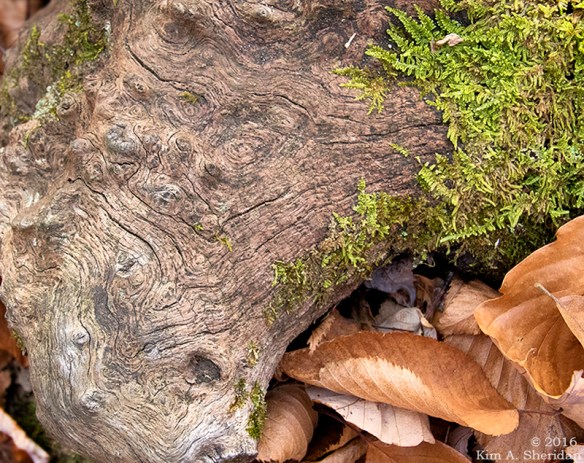 161030_pa-mt-nittany_3575acs