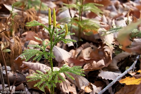 161030_pa-mt-nittany_3622acs