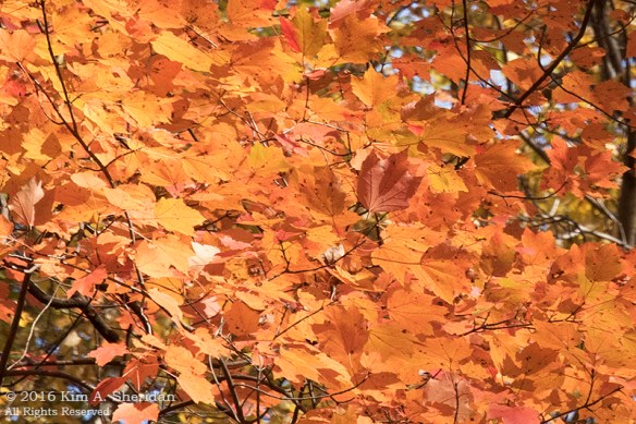 161102_pa-ridley-creek-fall_3934acs