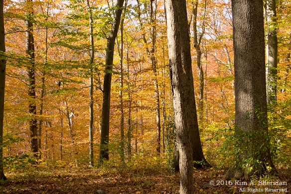 161102_pa-ridley-creek-fall_3977acs