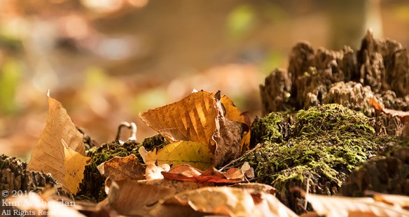 161102_pa-ridley-creek-fall_4087acs