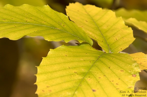 161102_pa-ridley-creek-fall_4150acs