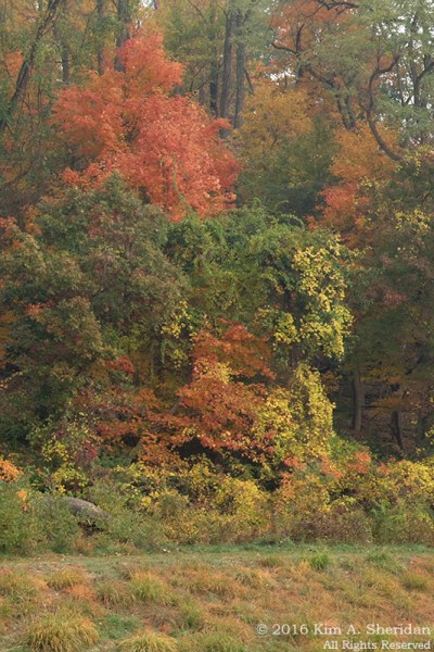 161103_pa-crec-fall_4233acs