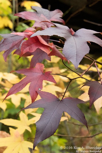 161103_pa-crec-fall_4365acs