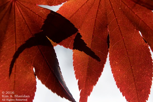 161110_pa-home-fall_5165acs