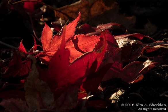 161110_pa-home-fall_5172acs