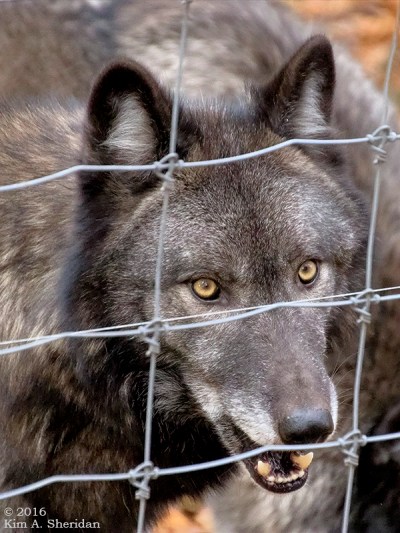 161029_pa-penns-cave_3072acs