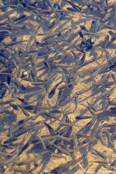 161126_nj-gateway-nra-sandy-hook_6846acs