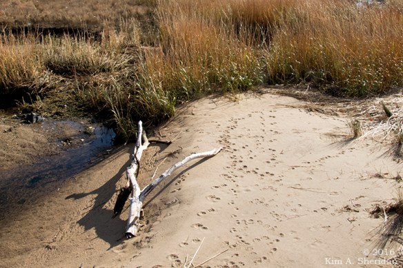 161126_nj-gateway-nra-sandy-hook_6853acs