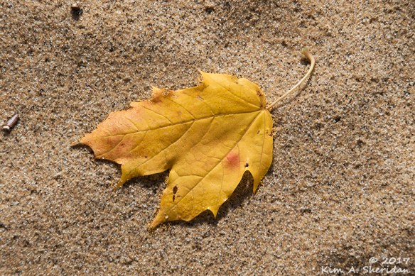 161126_nj-hartshorne-woods_6593acs-copy