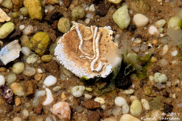 161126_nj-hartshorne-woods_6683acs