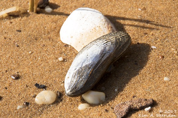 161126_nj-hartshorne-woods_6697acs