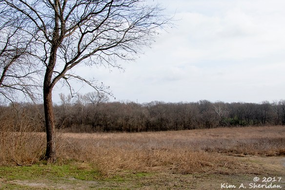 161228_tx-heard-nature-sanctuary_7537a