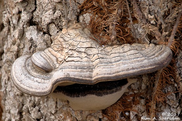 161228_tx-heard-nature-sanctuary_7541acs