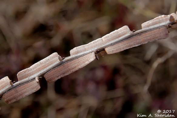 161228_tx-heard-nature-sanctuary_7759acs