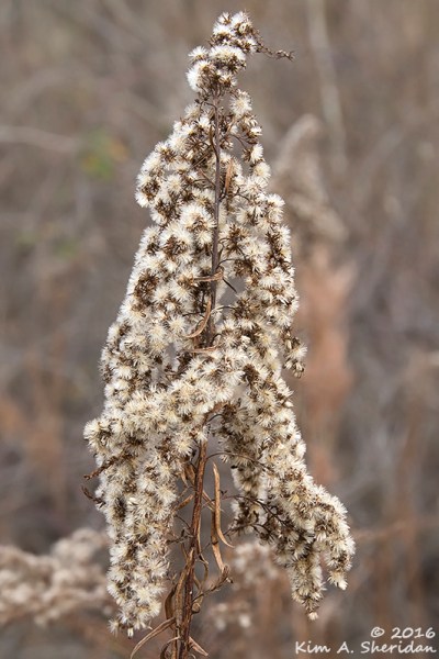 161228_tx-heard-nature-sanctuary_7897acs