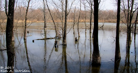 161228_tx-heard-nature-sanctuary_7926acs