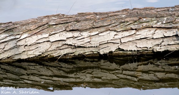 161228_tx-heard-nature-sanctuary_7956acs