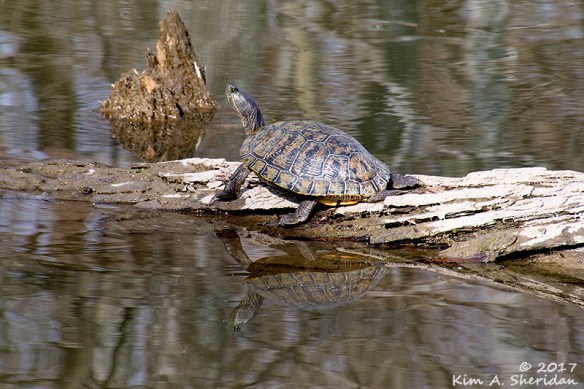 161228_tx-heard-nature-sanctuary_7959acs