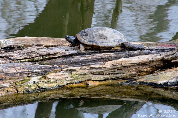 161228_tx-heard-nature-sanctuary_7986acs