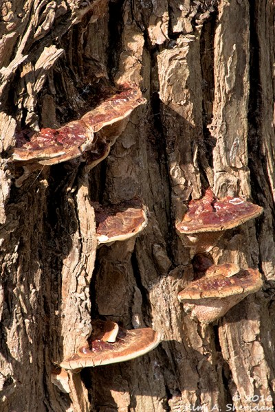 161228_tx-heard-nature-sanctuary_8012acs