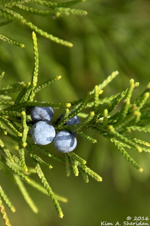 161228_tx-heard-nature-sanctuary_8083acs