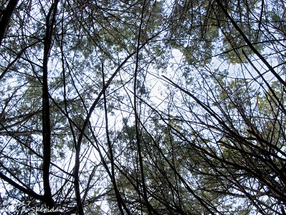 161228_tx-heard-nature-sanctuary_8111acs