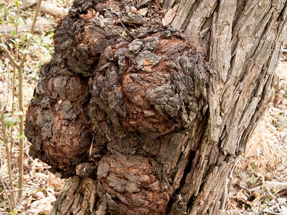 161228_tx-heard-nature-sanctuary_8112a