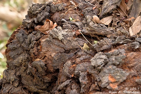 161228_tx-heard-nature-sanctuary_8117acs