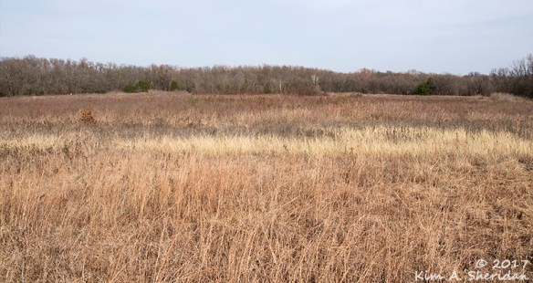 161228_tx-heard-nature-sanctuary_8179a